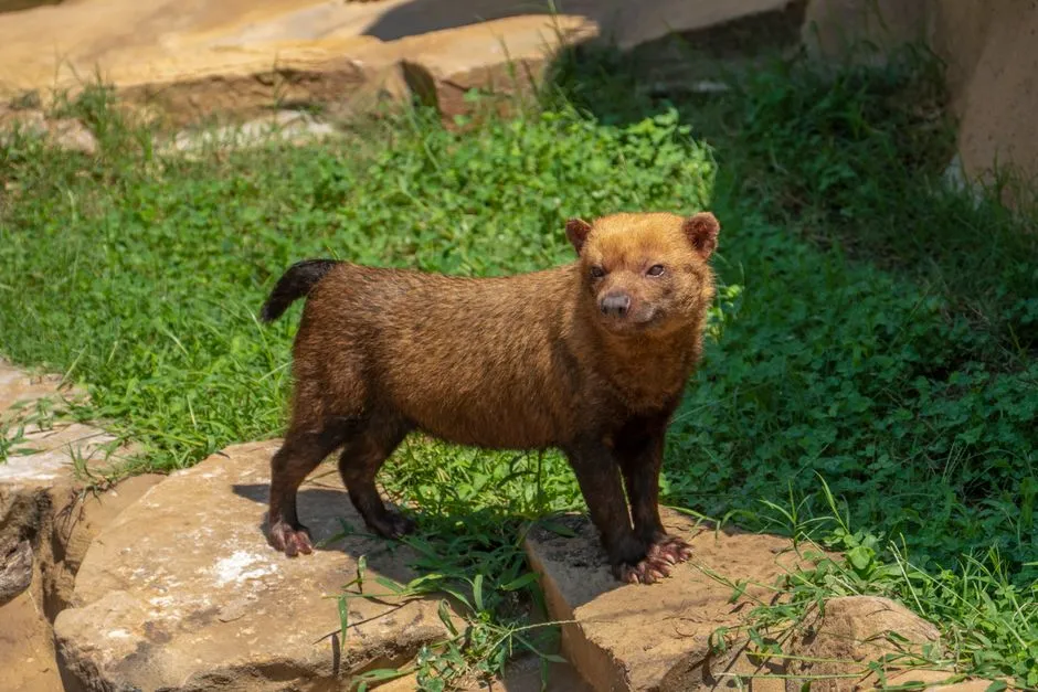Cachorro-vinagre (Speothos venaticus)