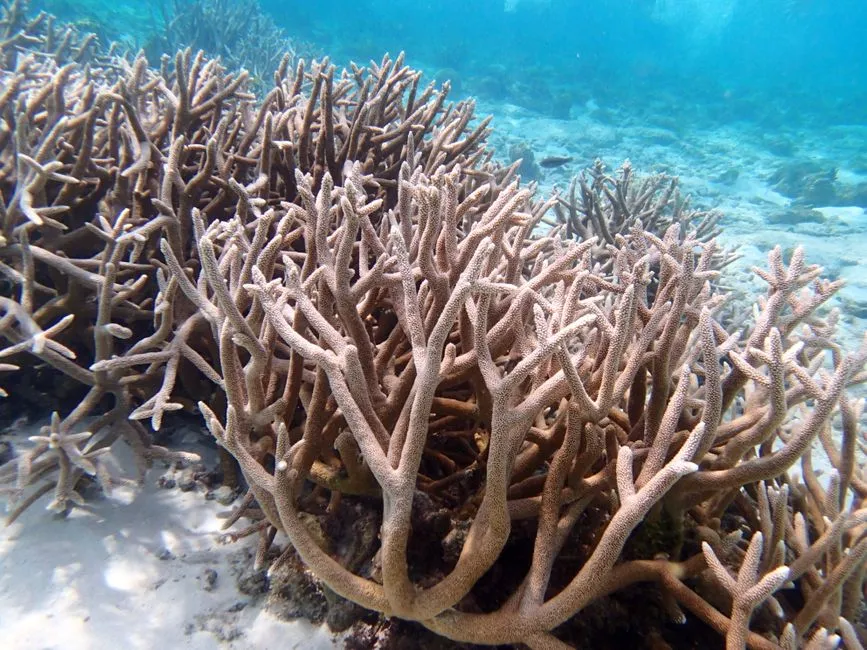Coral-chifre-de-veado (Acropora cervicornis)