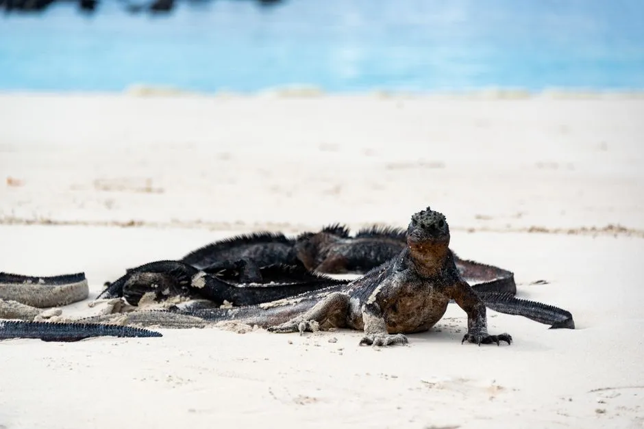 Iguana-marinha-de-Galápagos (Amblyrhynchus cristatus)