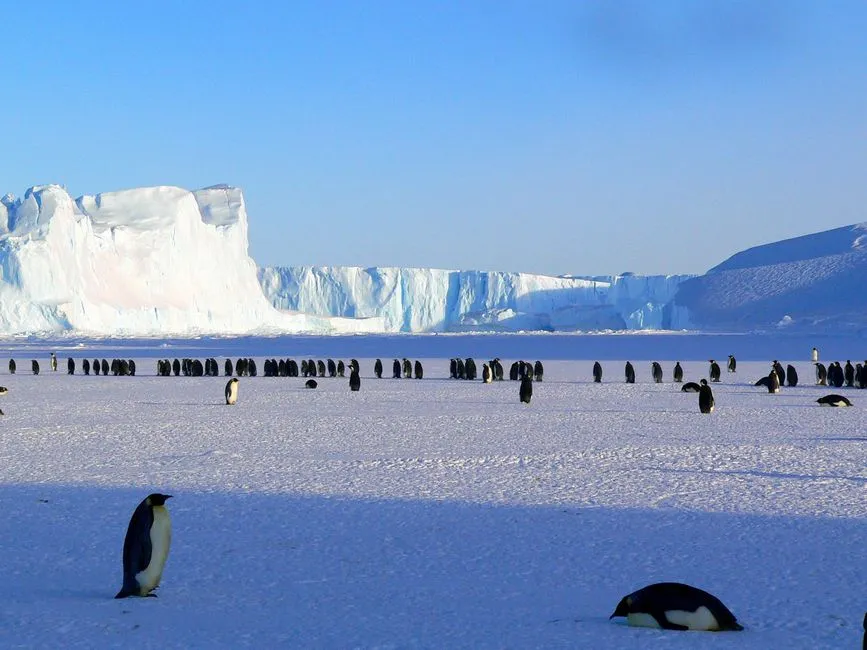 Pinguim-imperador (Aptenodytes forsteri)